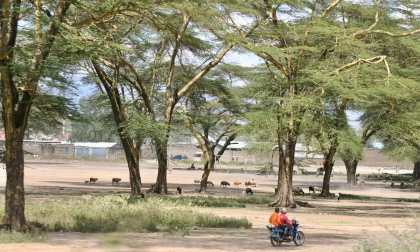 A motorbike speeding along in a grove of giant acacia trees.