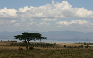 An acacia tree with Lake Naivasha in the background.