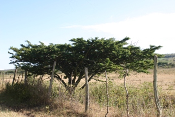 An acacia next to the road to Restart.